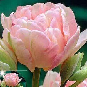 Tulip Double Angelique - (20 Bulbs)