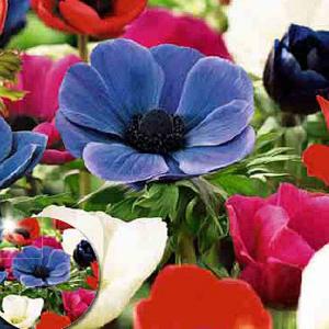 Anemone De Caen - (40 Bulbs)