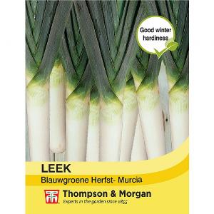 Thompson & Morgan Leek Blauwgroene Herfst- Murcia