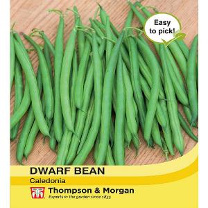 Thompson & Morgan Dwarf Bean Caledonia Seeds