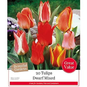Tulips Dwarf Mixed Colours (20 Bulbs)