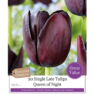 Tulip Queen Of Night (20 Bulbs)