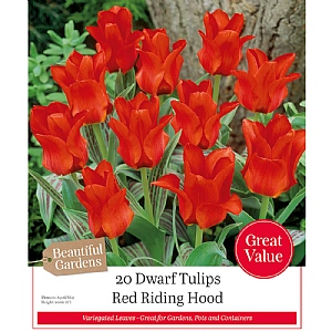 Tulip 'Red Riding Hood' (20 Bulbs)