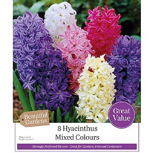 Hyacinths Mixed Colours (10 Bulbs)