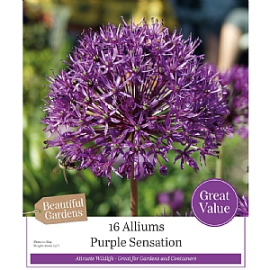 Allium Purple Sensation (16 Bulbs)