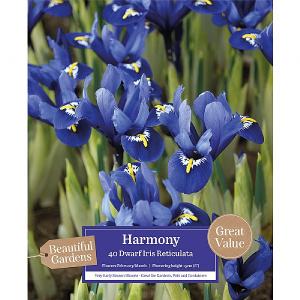 Iris Reticulata Harmony (45 Bulbs)