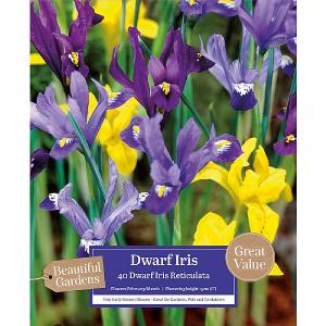 Dwarf Iris Reticulata Mixed (45 Bulbs)