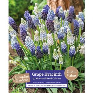Muscari Armeniacum - Grape Hyacinth (50 Bulbs)