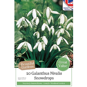Galanthus Ikariae - Woodland Snowdrops (20 Bulbs)