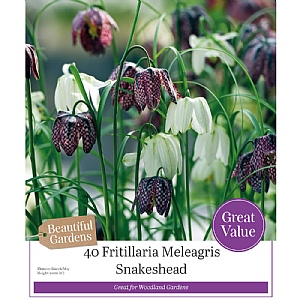 Fritillaria Meleagris - Snakeshead (40 Bulbs)