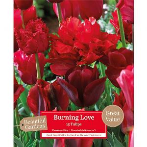 Burning Love - Mixed Tulips (15 Bulbs)