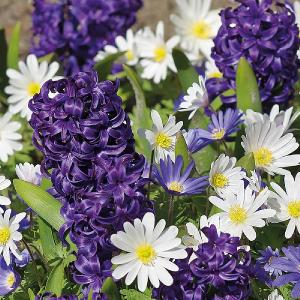 Enchanted Garden Combination Pack (15 Bulbs)