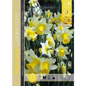 Narcissus Miniature Golden Echo (15 Bulbs)