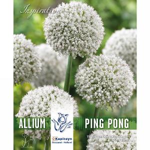 Allium ampeloprasum Ping Pong (15 Bulbs)