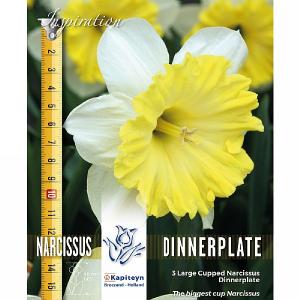 Narcissus Large Cupped Dinnerplate (3 Bulbs)