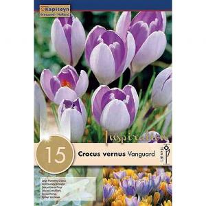 Crocus Large Flowering Vanguard (15 Bulbs)