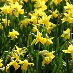 Narcissus Dwarf Tete A Tete Carry Pack (50 Bulbs)