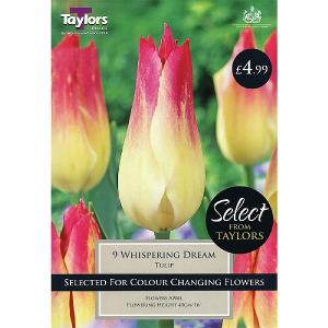 Tulip Whispering Dream (9 Bulbs)