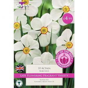 Narcissus Actaea (10 Bulbs)