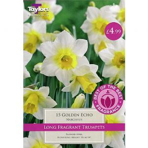 Narcissus Golden Echo (15 Bulbs)