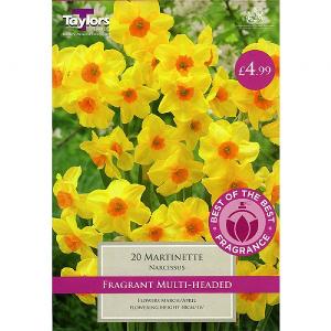 Narcissus Martinette (25 Bulbs)