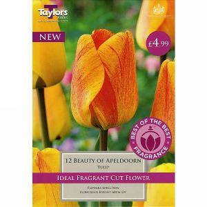 Tulip Darwin Beauty of Apeldoorn (12 Bulbs)