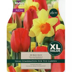 Red Hot Narcissus & Tulip Combination Pack (20 Bulbs)