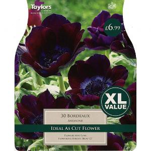 Anemone Bordeaux (35 Bulbs)