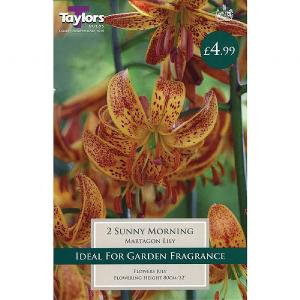 Lily Sunny Morning (2 Bulbs)