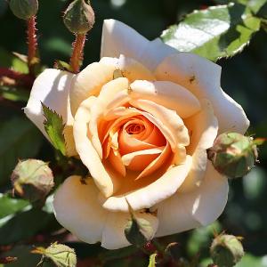 Sweet Honey Floribunda Rose 3L