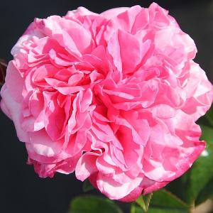 Timeless Pink Hybrid Tea Rose 3L