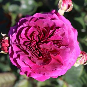 Timeless Purple Hybrid Tea  Rose 3L