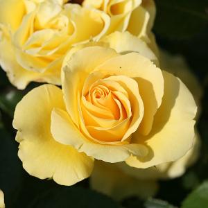 Anniversary Wishes Floribunda Rose 4.5L
