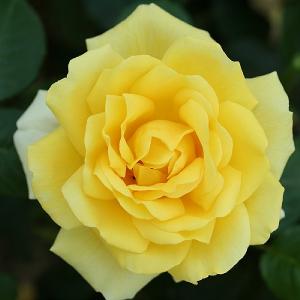 Happy Golden Wedding Floribunda Rose 4.5L