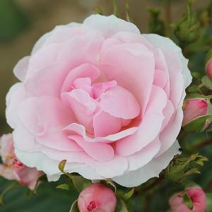 Happy Silver Wedding Floribunda Rose 4.5L