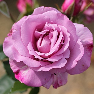 'My Lovely Dad' Gift Rose 4.5L