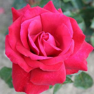 Thinking of You Hybrid Tea Rose 4.5L