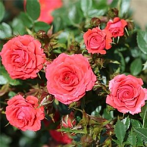 'Birthday Wishes' Patio Standard Rose 7.5L