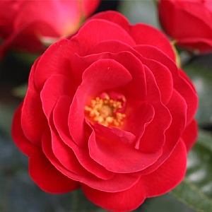 'Lots of Kisses' Patio Standard Rose 7.5L