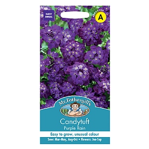 Mr Fothergills Candytuft Purple Rain Seeds