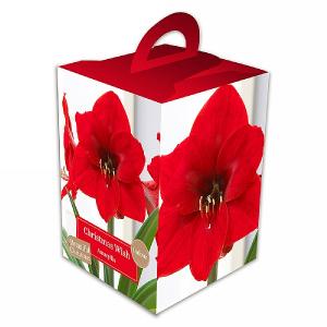 Amaryllis Christmas Wish
