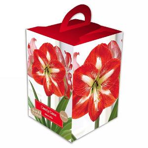 Amaryllis Candy Cane