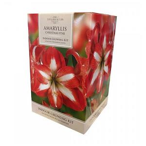 Amaryllis Winter Blossom
