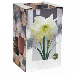 Amaryllis Marilyn