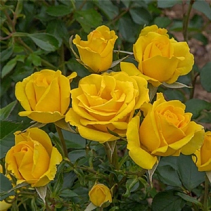 'Grandmas Rose' Bush Rose 3L