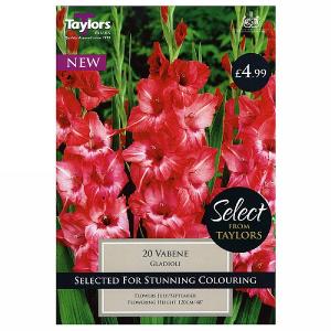 Gladioli Vabene - 20 Bulbs