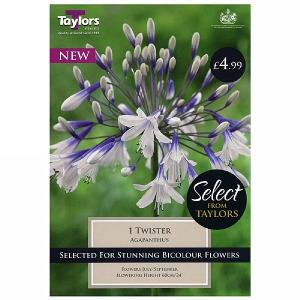 Agapanthus Twister - 1 Bulb