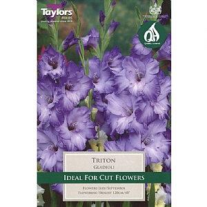 Gladiolus Triton - 10 Bulbs