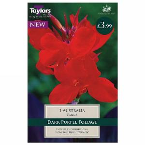 Canna Australia - 1 Bulb