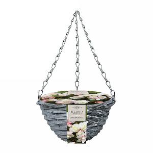Begonia Hanging Basket Begonia Odorata Mother's Day - 2 Bulbs